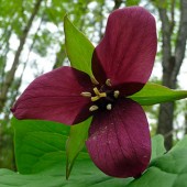 Триллиум Trillium Erectum